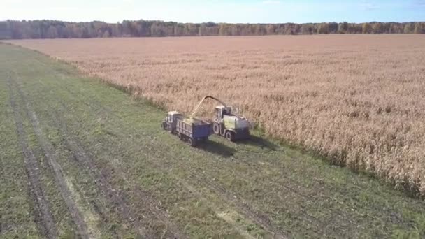 Aerial harvester and tractor with trailer work on corn field — Stock Video