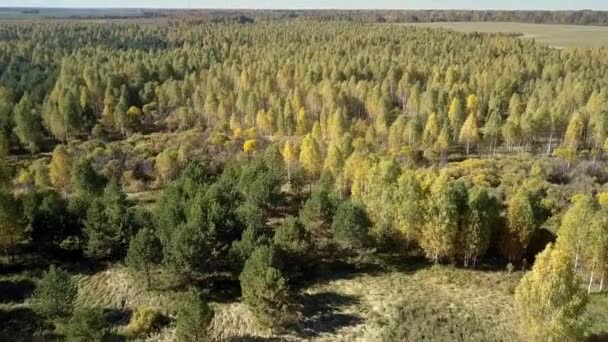 Letecký pohled na Prosluněný březový háj mezi borovým lesem pod modrou oblohou — Stock video