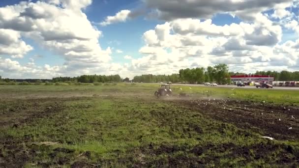 Espalda movimiento de tractor aves volar picoteo grano en el campo — Vídeos de Stock