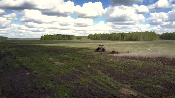 Upper view tractor plows field and bird flock flies on strip — Stock Video