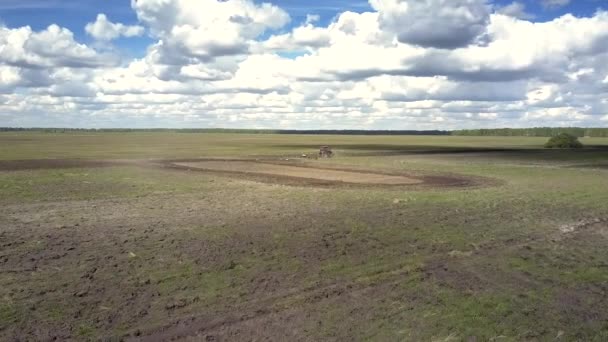 Campo sconfinato con trattore rosso e uccelli volano sopra il solco — Video Stock