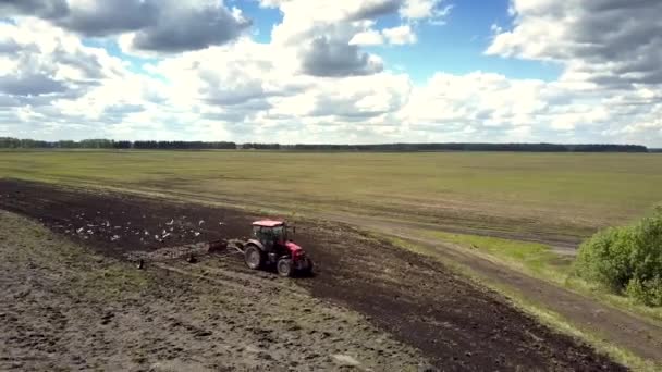 Trattore vista aerea funziona in campo e gregge vola a erpice — Video Stock