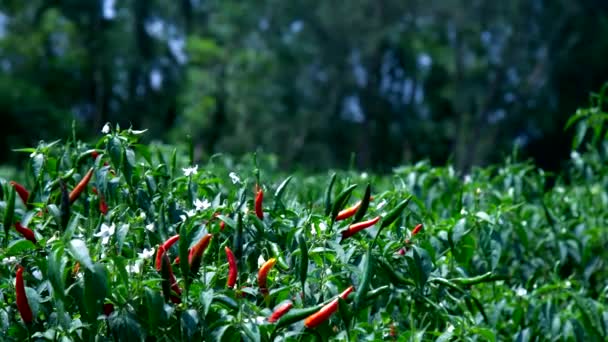 Rode en groene peper vruchten op struiken in boerderij veld — Stockvideo