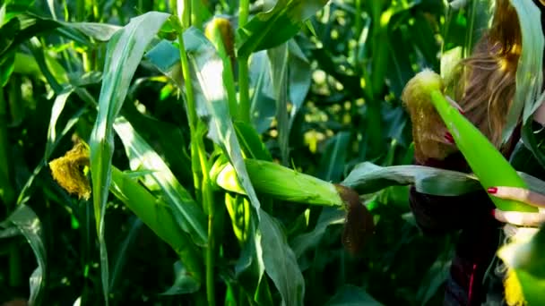 Söt flicka står bland majs stjälkar plocka cobs — Stockvideo