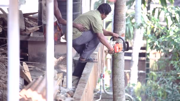 Indiai férfi segít kolléga vágott palm fa benzin látta — Stock videók