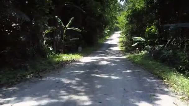 Bílá divoká cesta se zelenými stíny stromů a padající listí — Stock video