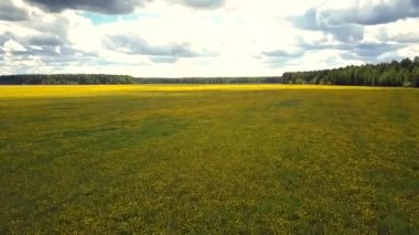 üst görünüm geniş çayır sarı karahindiba kaplı