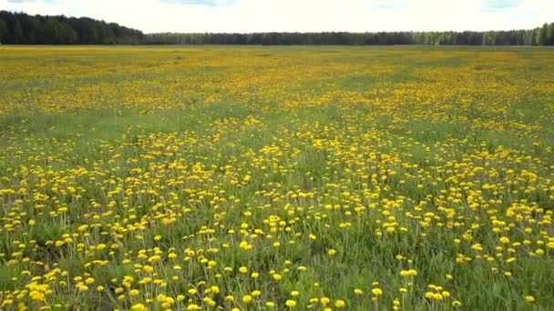 Close view bright yellow dandelions on summer meadow — Video