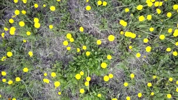 Cerrar hermosos dientes de leones amarillos florecientes brillantes en el suelo — Vídeos de Stock