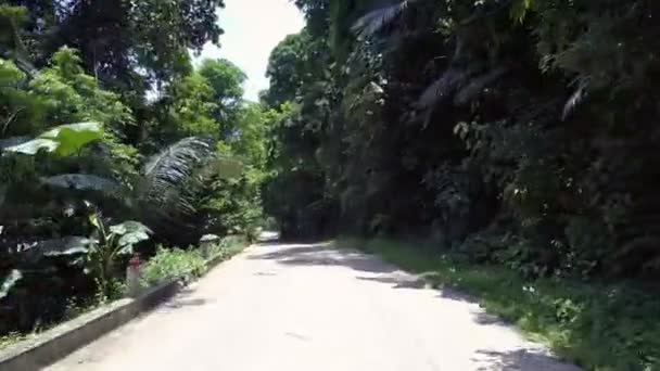 Exciting white wild road at green dense forest with palms — Stock Video