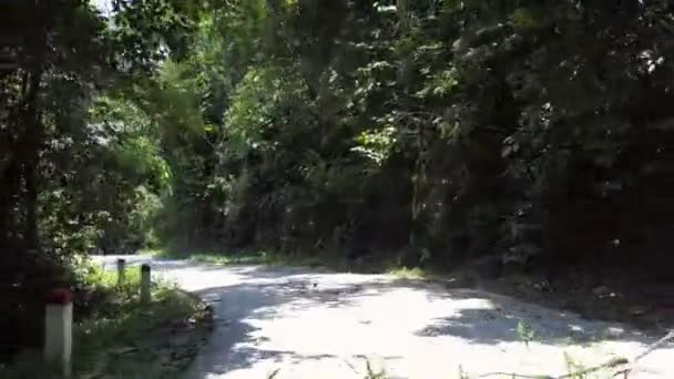 Jungle Road turn met Fallen Branch en groene bomen schaduwen — Stockvideo