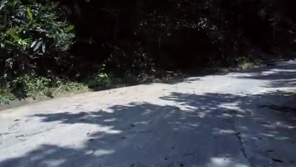 Wunderschöne graubraune Straße an dichtem Wald mit riesigen Palmen — Stockvideo