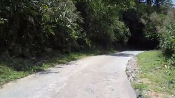 Exciting gray winding road with green trees shadows — Stock Video