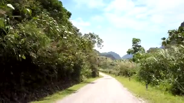 Вузька дорога біля зеленої трави і листя дерева, розмахане вітром — стокове відео