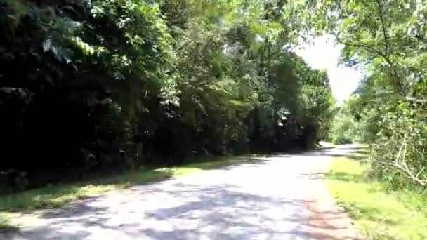 Parlak gökyüzü altında ağaç şube gölgeler ile vahşi yol — Stok video