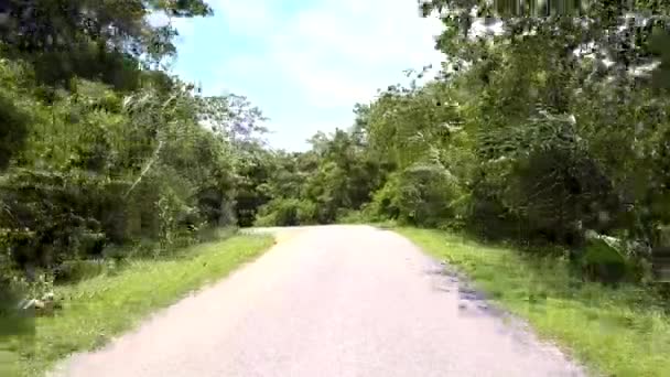 Dschungelstraße zwischen grünem Gras und vom Wind gewehten Bäumen — Stockvideo
