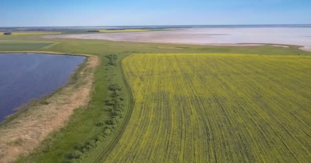 Widok z lotu ptaka krzewów między polem rzepaku i jeziora — Wideo stockowe