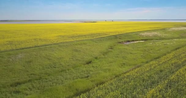 Volo sopra un burrone verde tra vasti campi di colza gialli — Video Stock