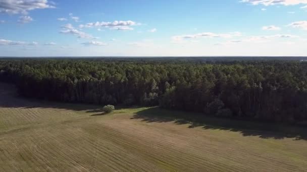 Bird eye flight over boundless thick forest by grass field — Stock Video
