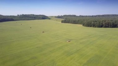ormanlar arasında samanlıklar ile hava sonsuz peyzaj alanı