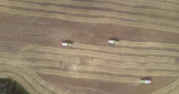 Üst görünüm yeni hasat büyük alanda olgun tahıl toplar — Stok video