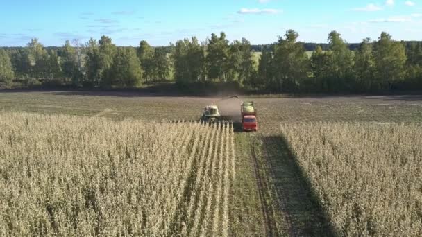 Самоходный кормоуборочный комбайн загружает кукурузу в автомобиль — стоковое видео