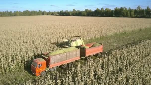 Modern combine cuts crop and separates grain from plant — Stock Video