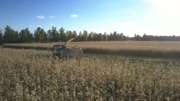 Erntemaschine steht auf Feld zwischen Maisstielen — Stockvideo