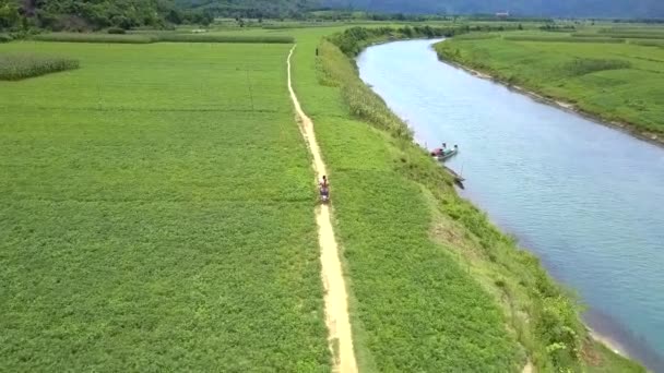 Scooter drive antara sungai sempit dan ladang kacang — Stok Video