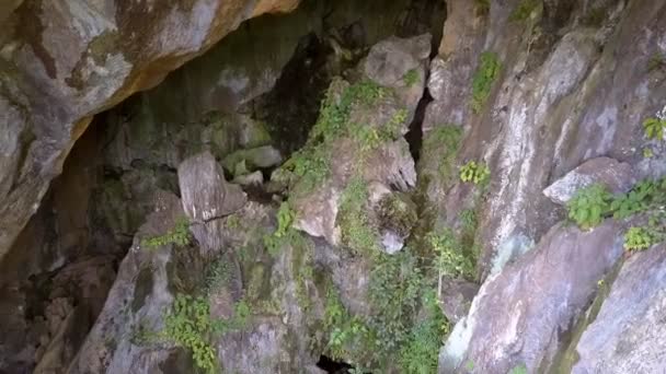 Kleine hellgrüne Pflanzen wachsen zwischen großen scharfen Steinen — Stockvideo
