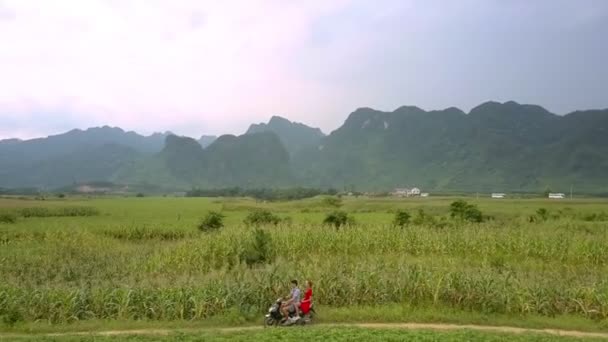Green corn grows on large field against high mountains — Stock Video