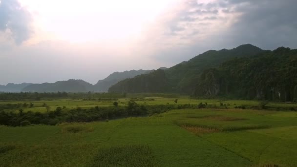 平静的河流映出绿树环绕的花生田 — 图库视频影像