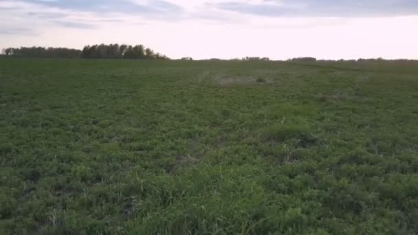 Bulutlu cennet altında geniş hasat edilmemiş alanda bitkiler — Stok video