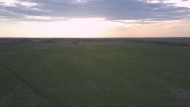 Grüne unerntete Felder unter wunderbarem, wolkenverhangenem Himmel — Stockvideo