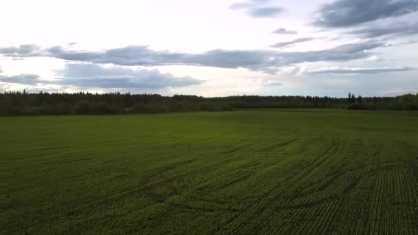 Ohromné pole proti hustým lesu pod zamračená obloha — Stock video