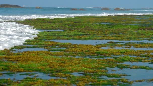 Algues et récifs coralliens lavés par les vagues de l'océan moussant — Video