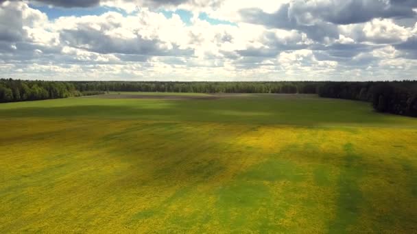 Fantastik bulut gölgeler geniş karahindiba çayır boyunca hareket — Stok video