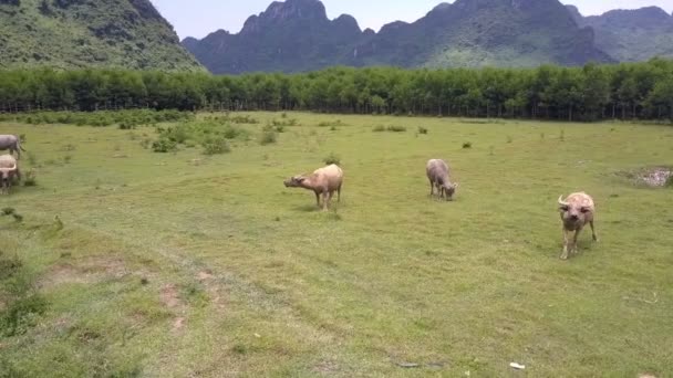 Азіатські води буйволів пастися на свіжому полі зору пташиного польоту — стокове відео