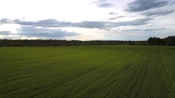 Зеленое поле против густого леса в летнем полете птичьего полета — стоковое видео