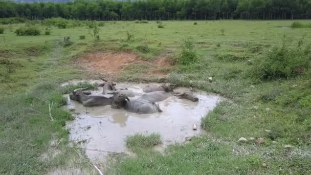 Повітряний рух до буйволів, які купаються в калюжі повітряного вигляду — стокове відео