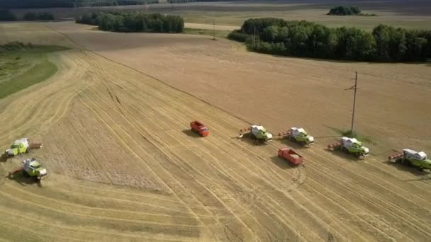 Aerial view green harvesters gather wheat throwing straw — Stock Video