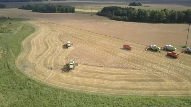 Зеленые комбайны собирают пшеницу возле грузовиков — стоковое видео