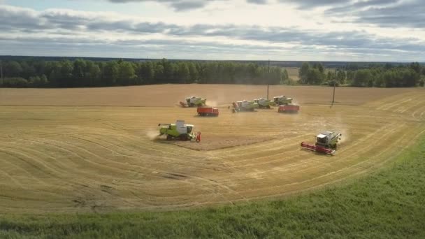 Зеленый белый комбинирует работу на пшеничном поле — стоковое видео