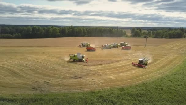 Fågelperspektiv grön vit kombinerar arbeta på vetefält — Stockvideo