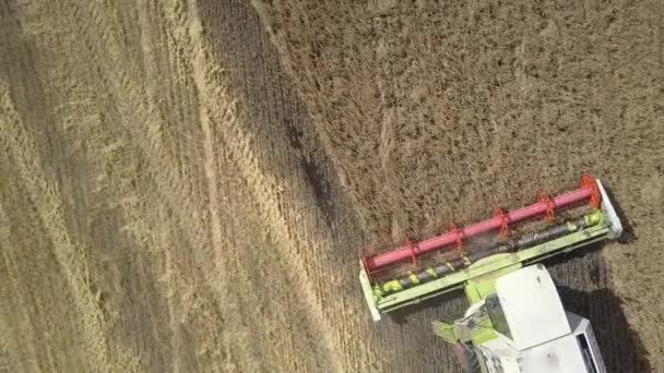 近い垂直航空ビュー現代の収穫機は小麦を収集します — ストック動画