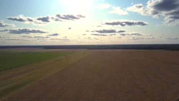 Nádherné vzdušné zobrazení zralé pšeničné pole proti hustým lesním — Stock video