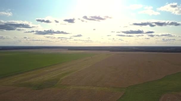 Vista superior campo marrón con trigo maduro contra bosque denso — Vídeo de stock