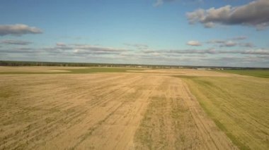 mavi gökyüzü altında hava hareketi sonsuz sarı olgun buğday tarlası