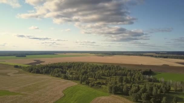 Bosque vista aérea entre campos verdes y amarillos bajo el cielo — Vídeos de Stock