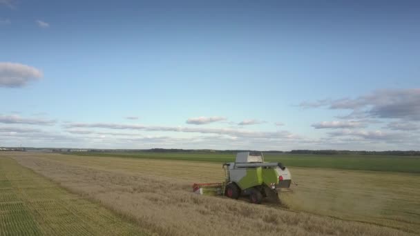 Luchtfoto groen witte Harvester drijft het verzamelen van tarwe — Stockvideo